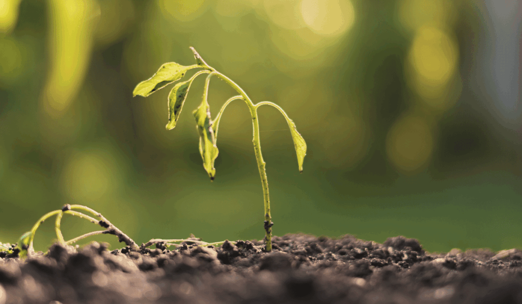 Why Are My Seedlings Dying? A Beginner’s Troubleshooting Guide