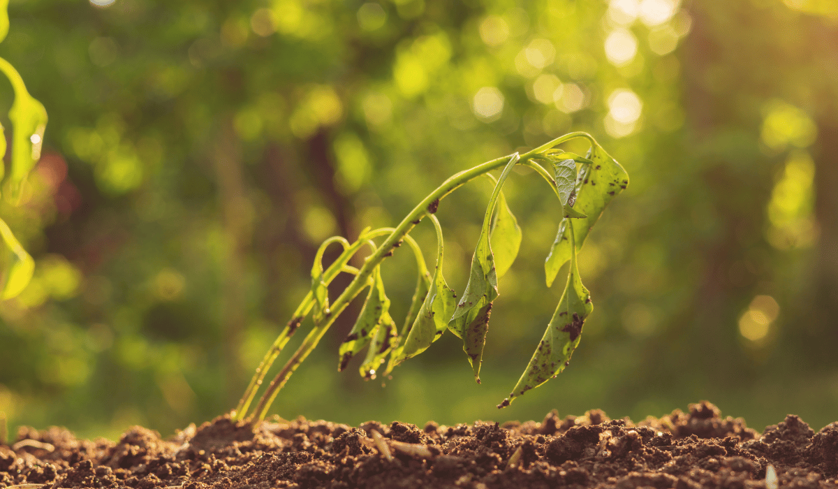 seedling