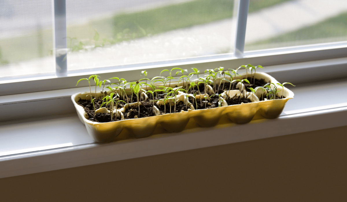 seed tray