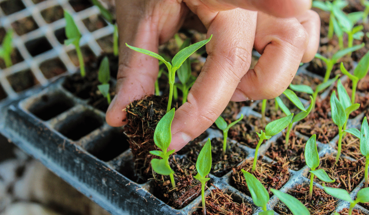 tray seeds