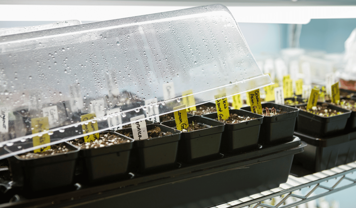 seedlings dome