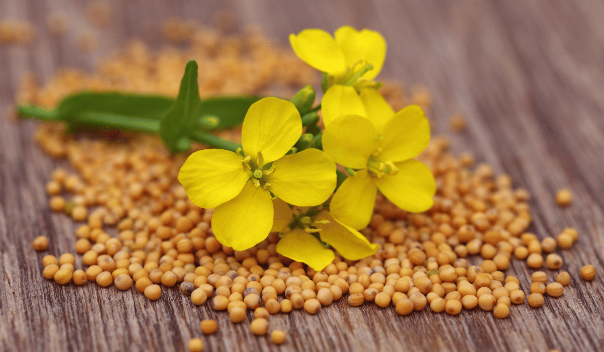 flower seeds