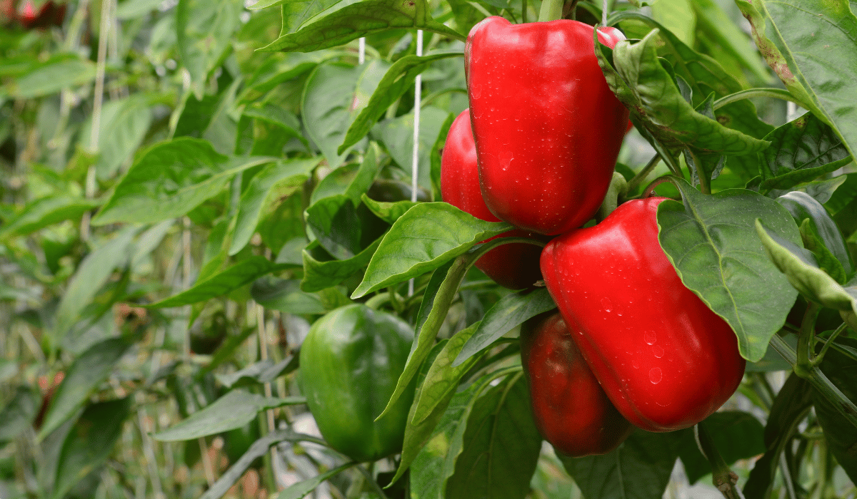 best pepper seeds for home gardens
