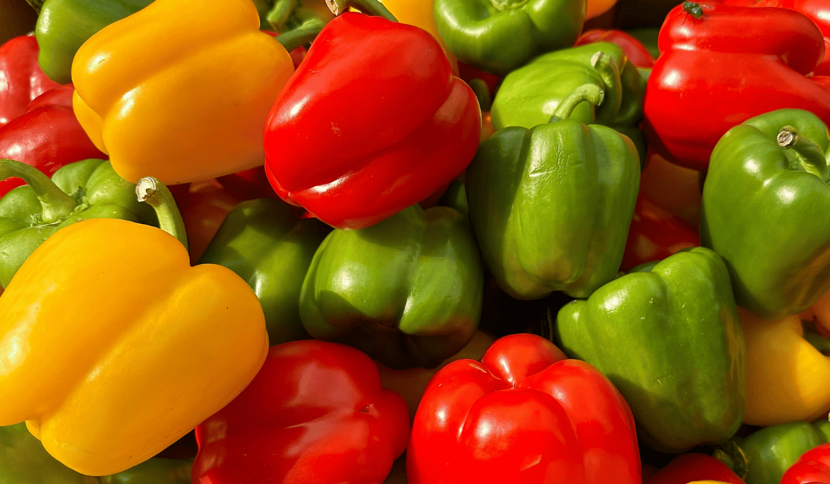 California Wonder (Sweet Bell Pepper)