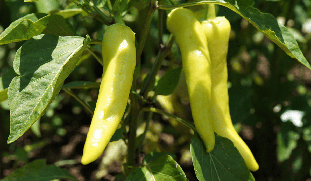 Banana (Sweet Pepper)