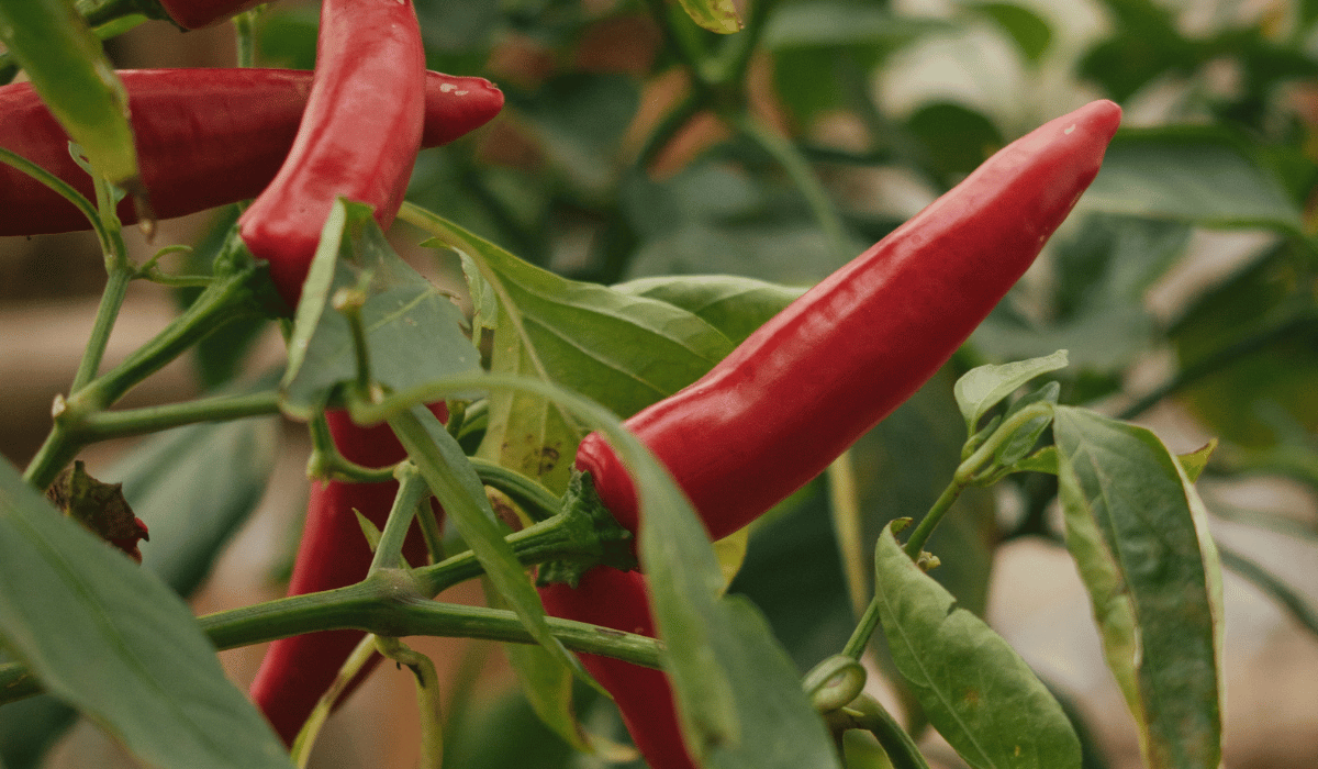Cayenne