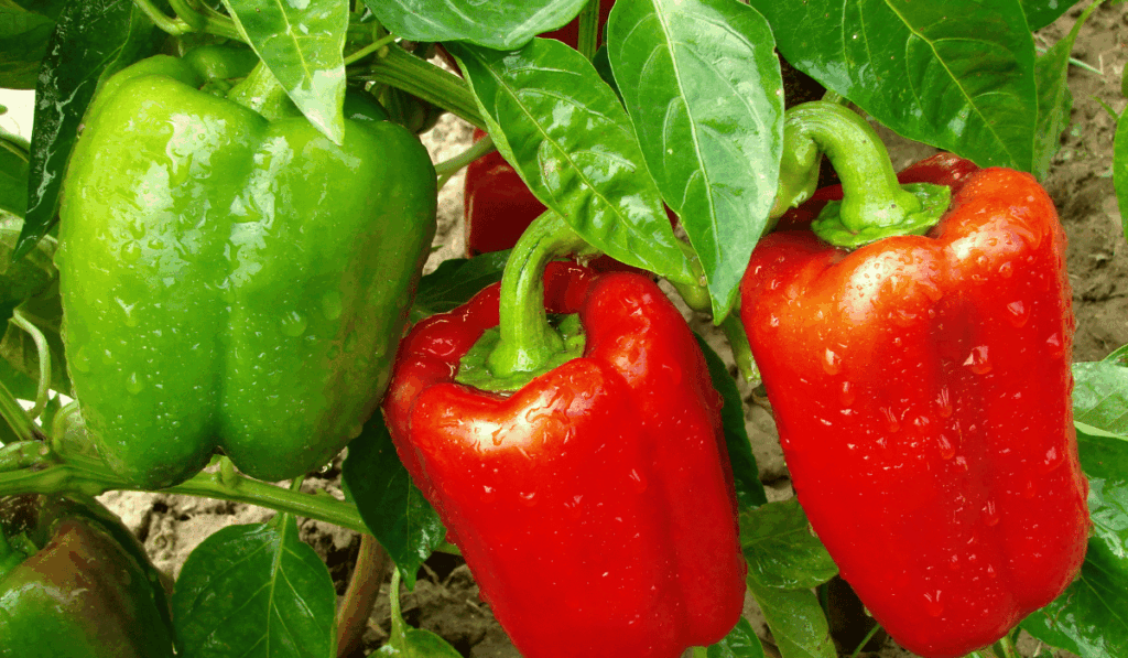 best pepper seeds for home gardens