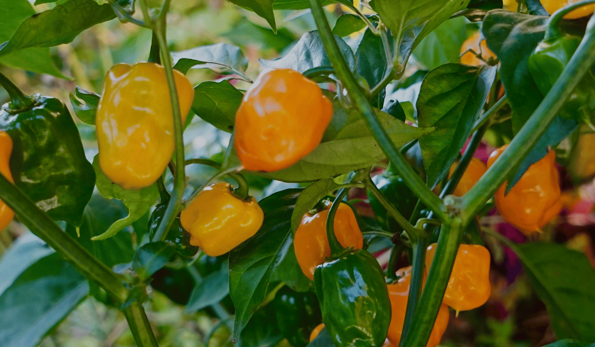 Habanero