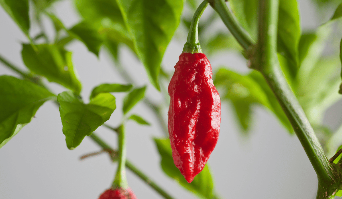 Bhut Jolokia (Ghost Pepper)