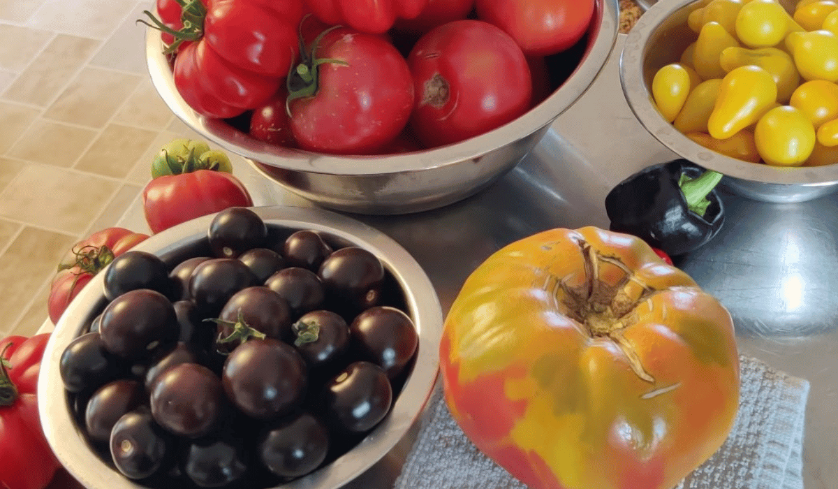 best vendor for heirloom tomato seeds