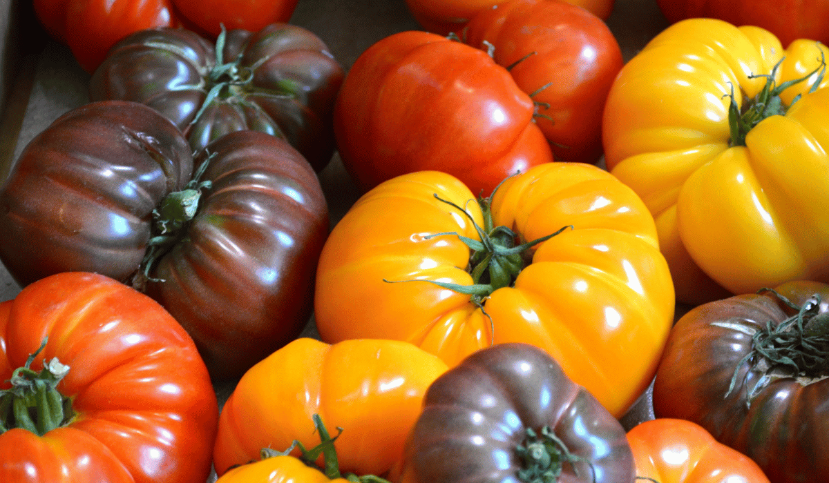 best vendor for heirloom tomato seeds